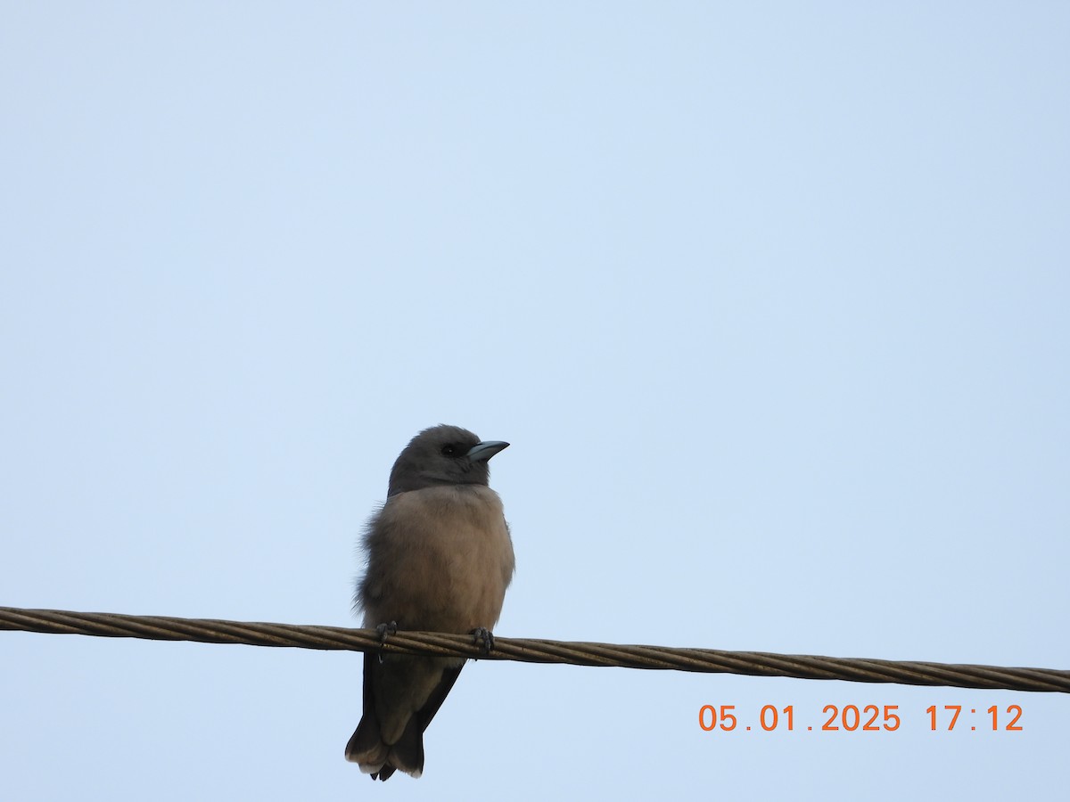 Ashy Woodswallow - ML646395331