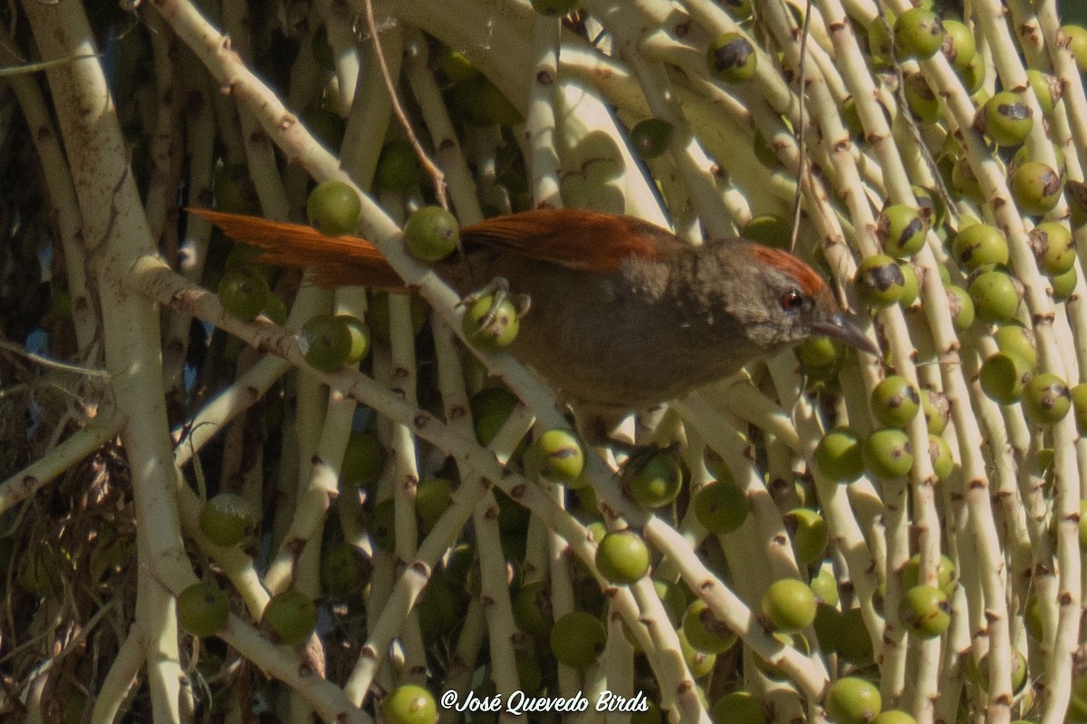 Ash-browed Spinetail - ML646395332