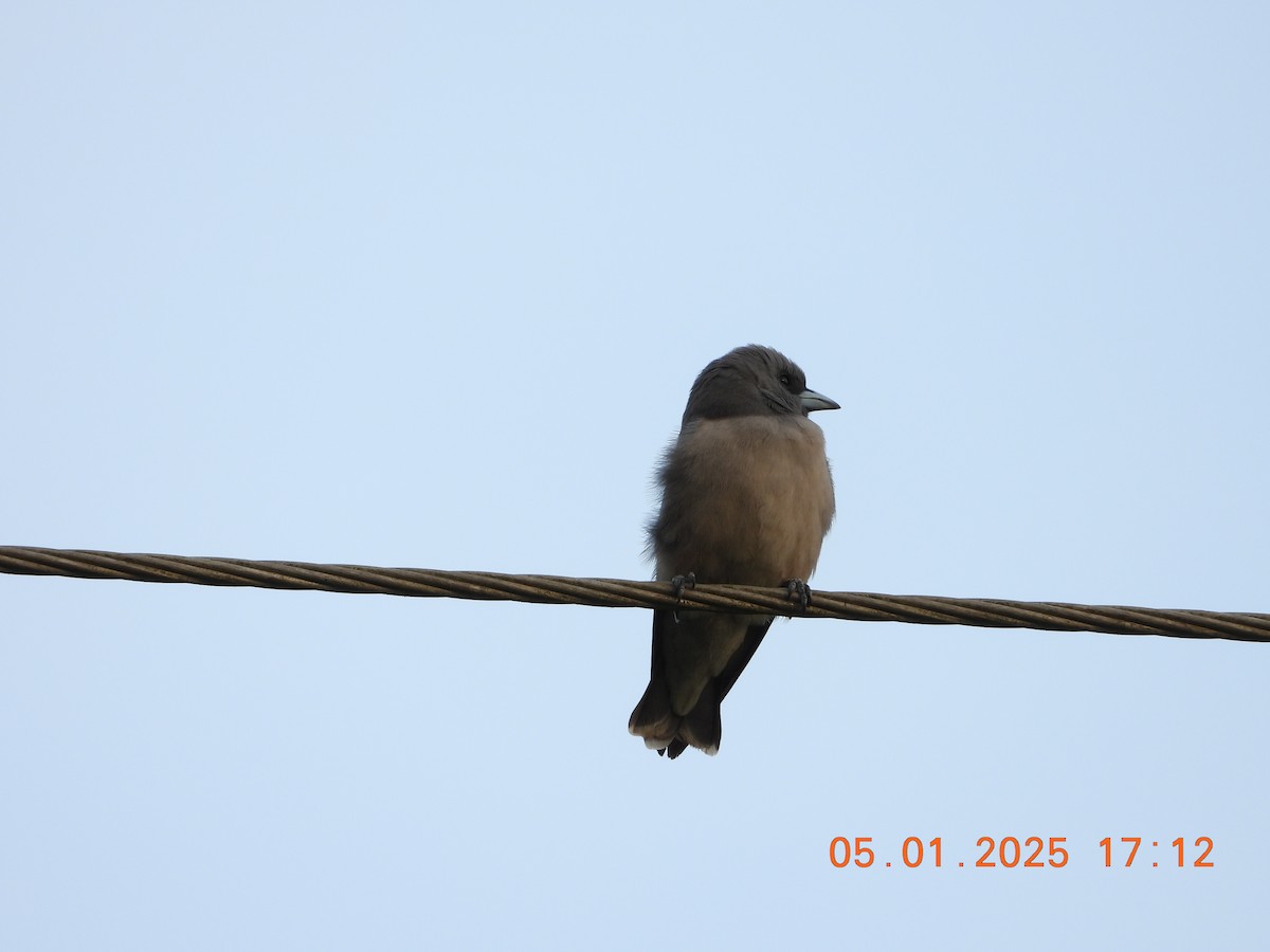 Ashy Woodswallow - ML646395333