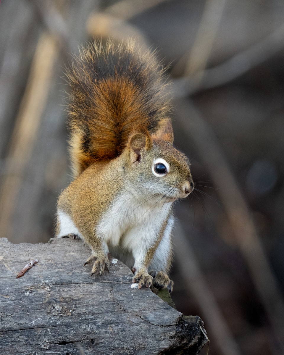 American Red Squirrel - ML646395336