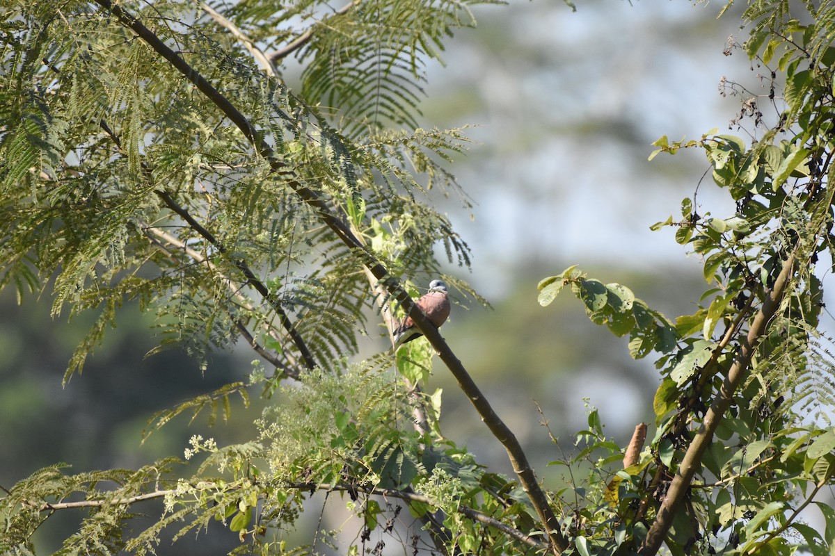 Red Collared-Dove - ML646395338