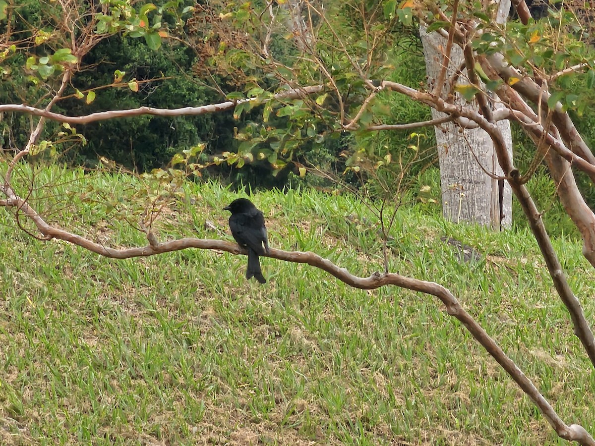Black Drongo - ML646395343