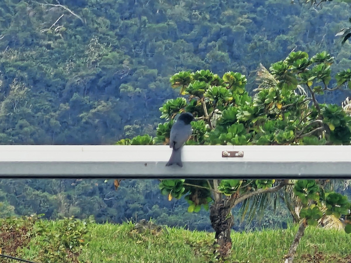 Black Drongo - ML646395344