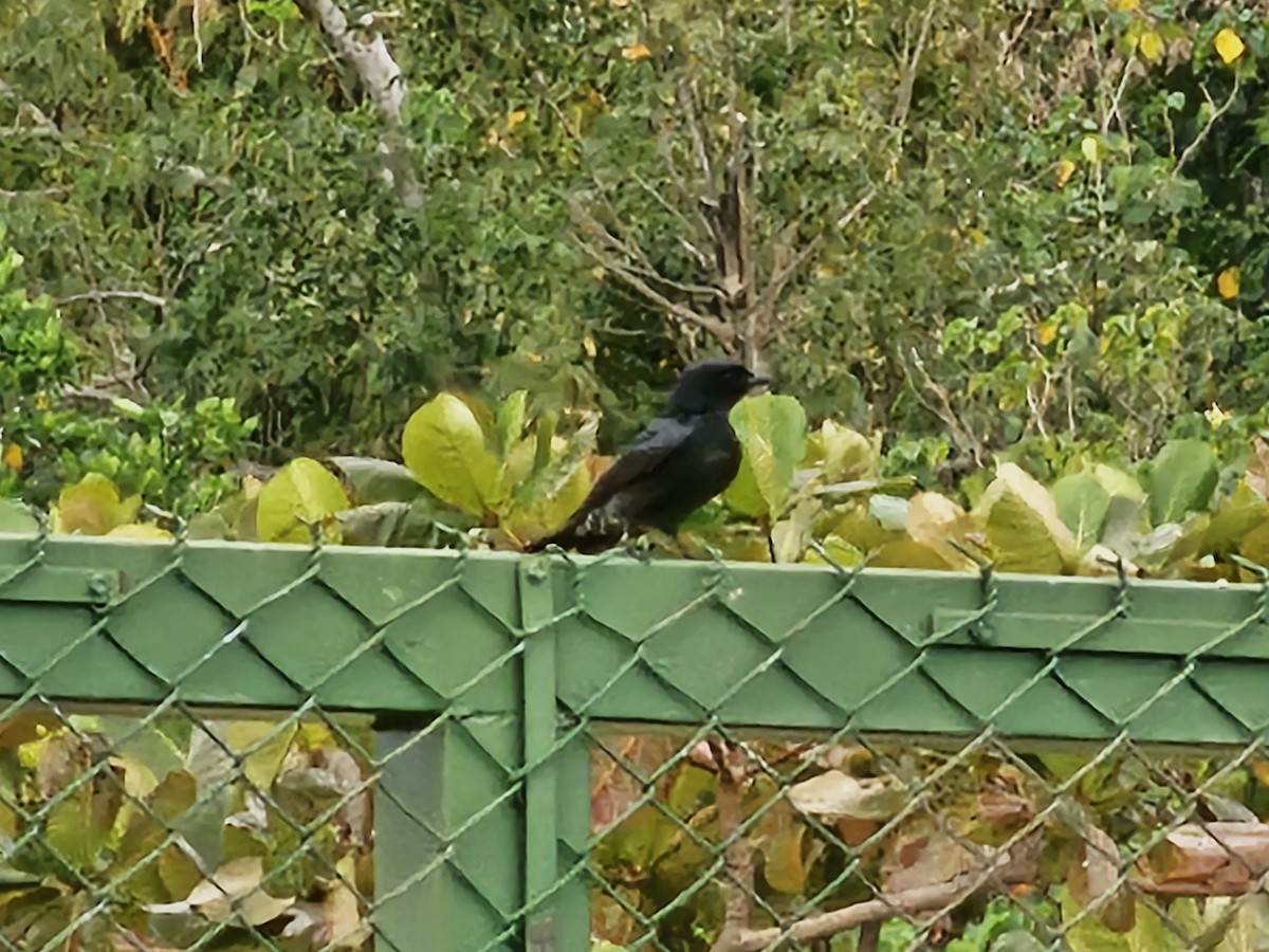 Black Drongo - ML646395346
