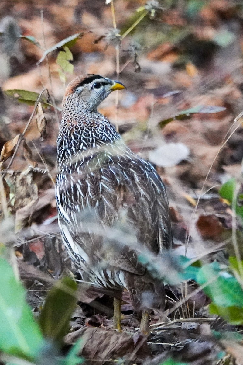 Double-spurred Spurfowl - ML646395348