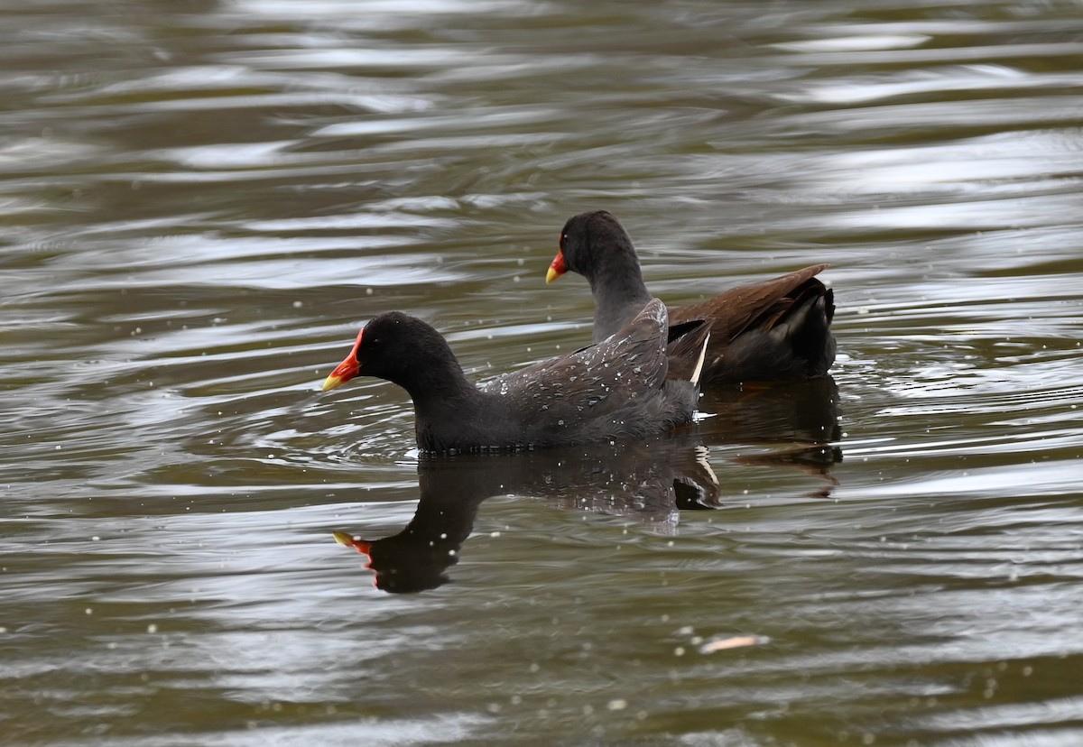 Dusky Moorhen - ML646395352