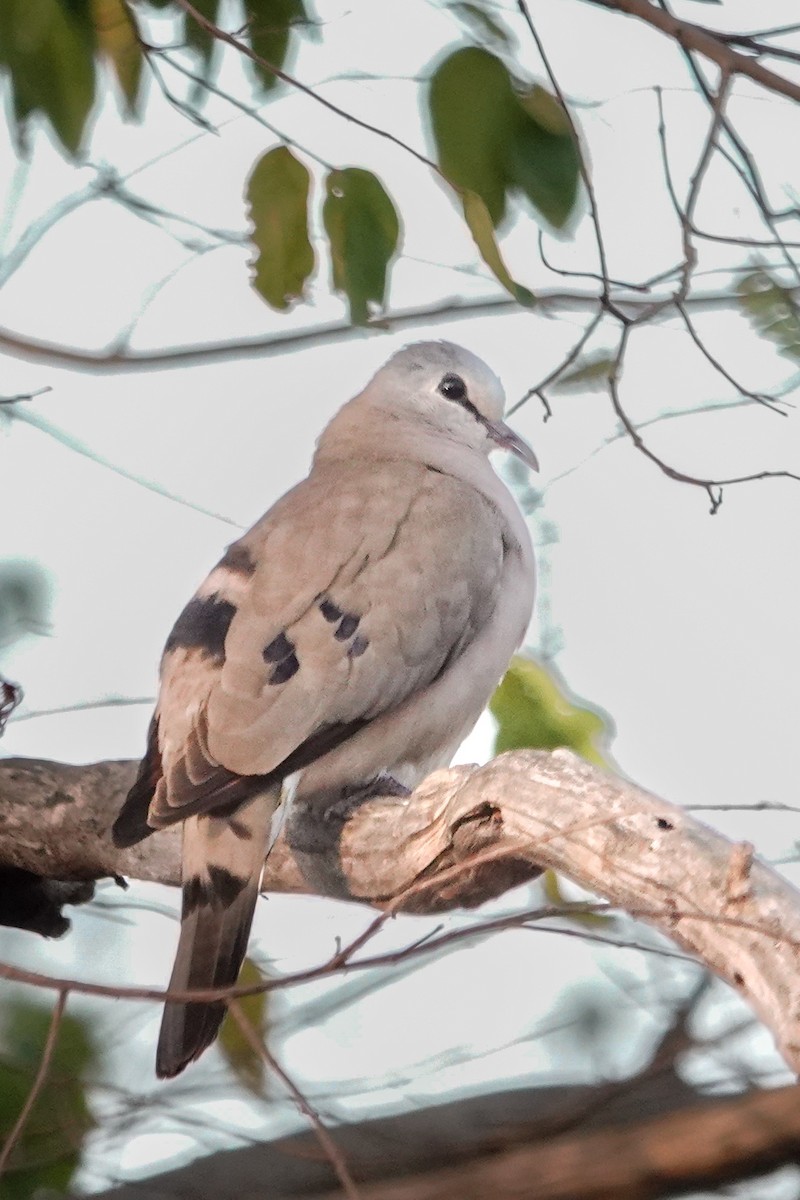 Black-billed Wood-Dove - ML646395354