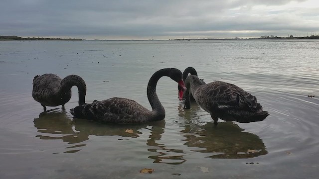 Black Swan - ML646395356