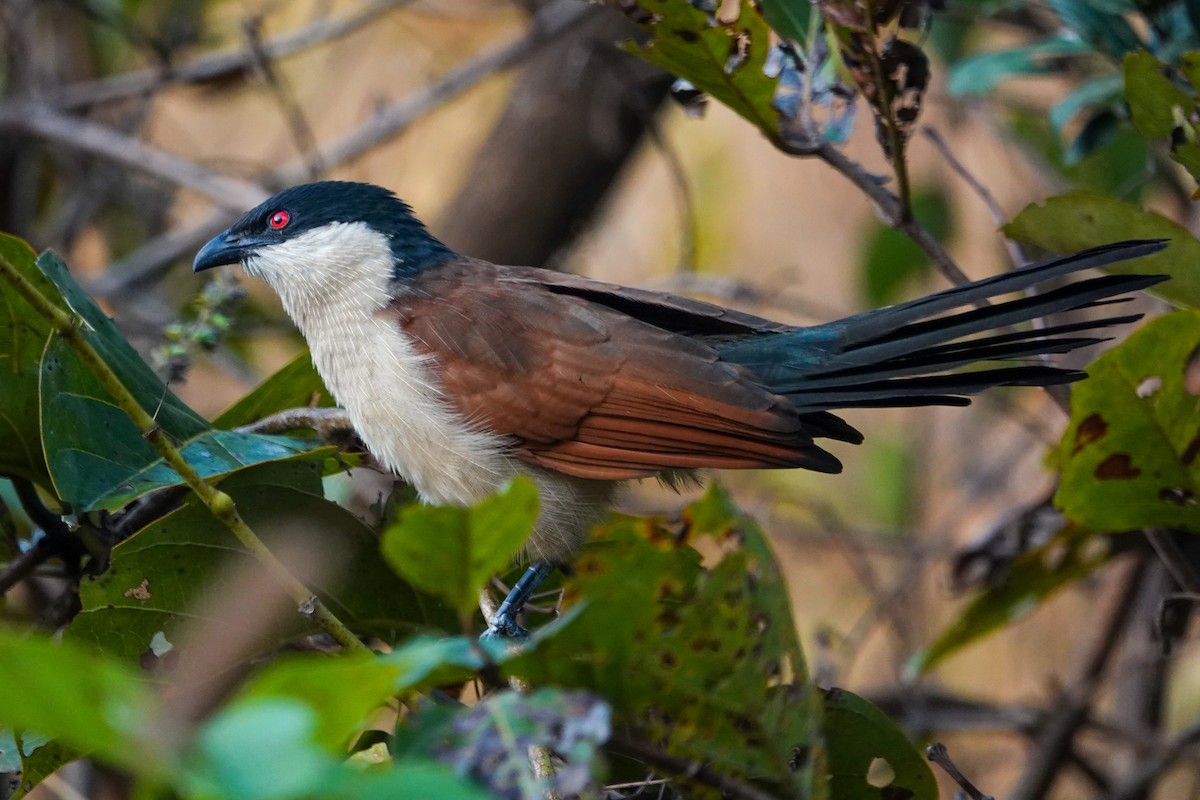 kukačka senegalská - ML646395357