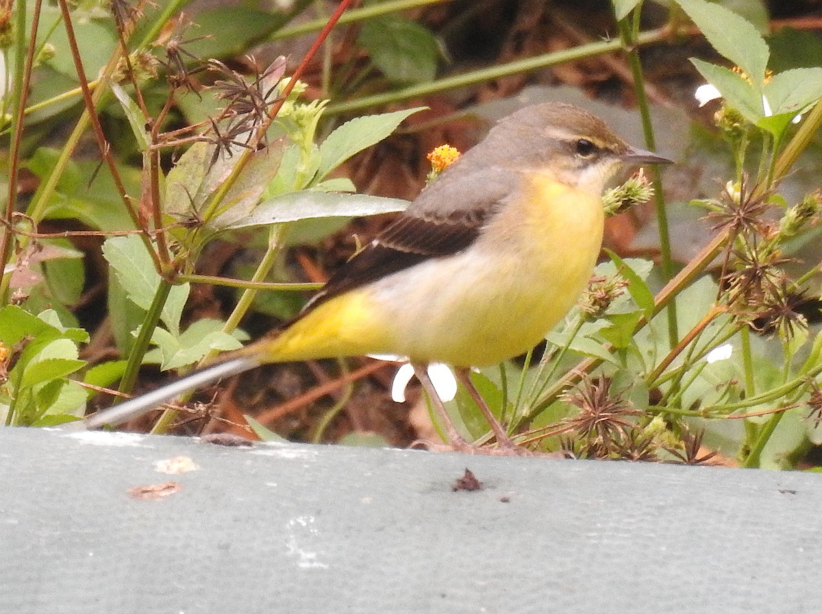 Gray Wagtail - ML646395362