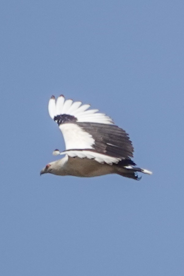 Palm-nut Vulture - ML646395363