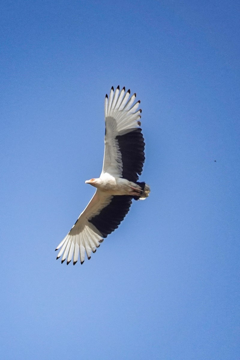 Palm-nut Vulture - ML646395364