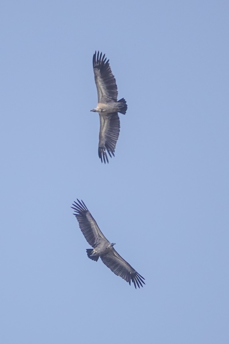 White-backed Vulture - ML646395365