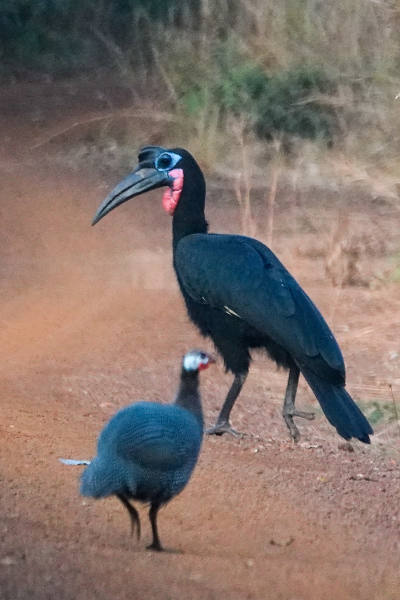 Abyssinian Ground-Hornbill - ML646395366