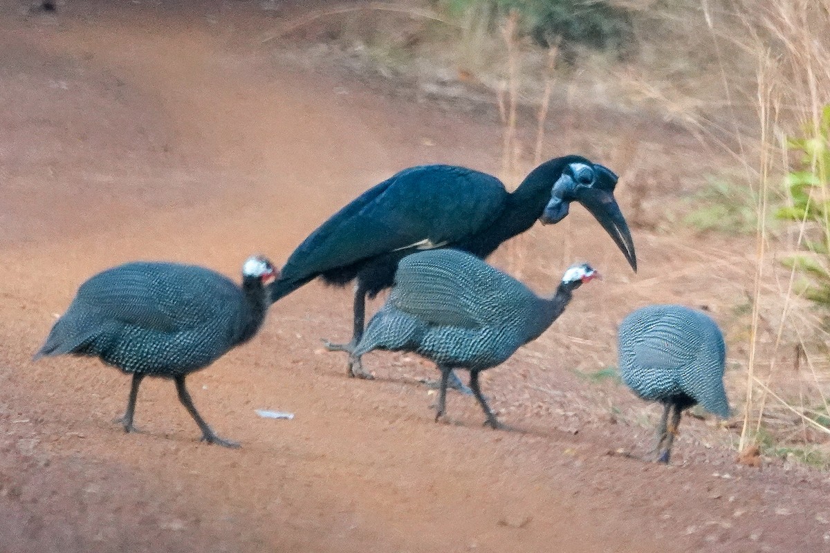 Abyssinian Ground-Hornbill - ML646395367
