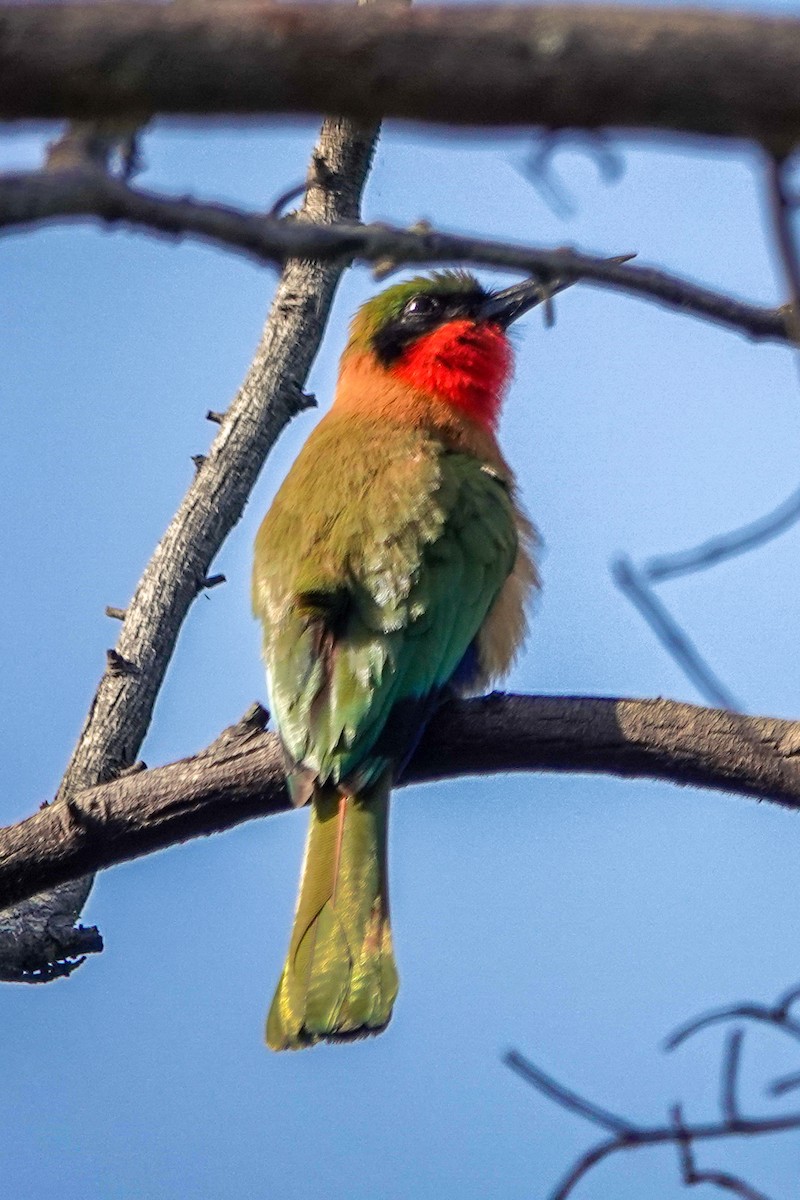 Red-throated Bee-eater - ML646395372