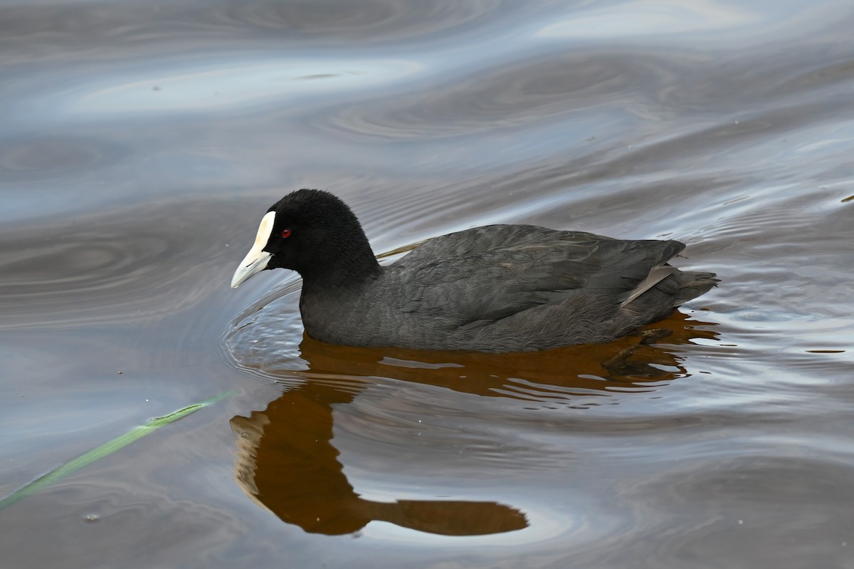 Eurasian Coot - ML646395373