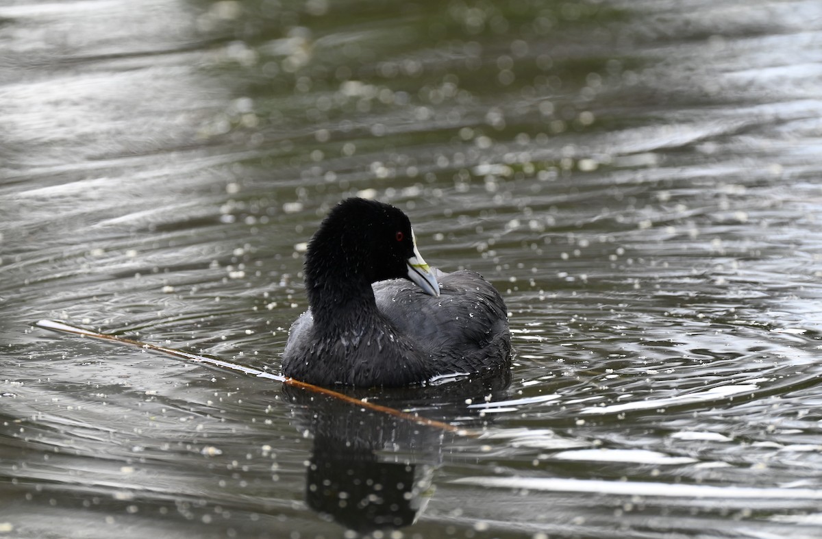 Eurasian Coot - ML646395374