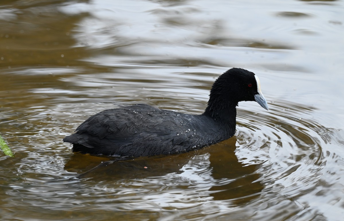 Eurasian Coot - ML646395375