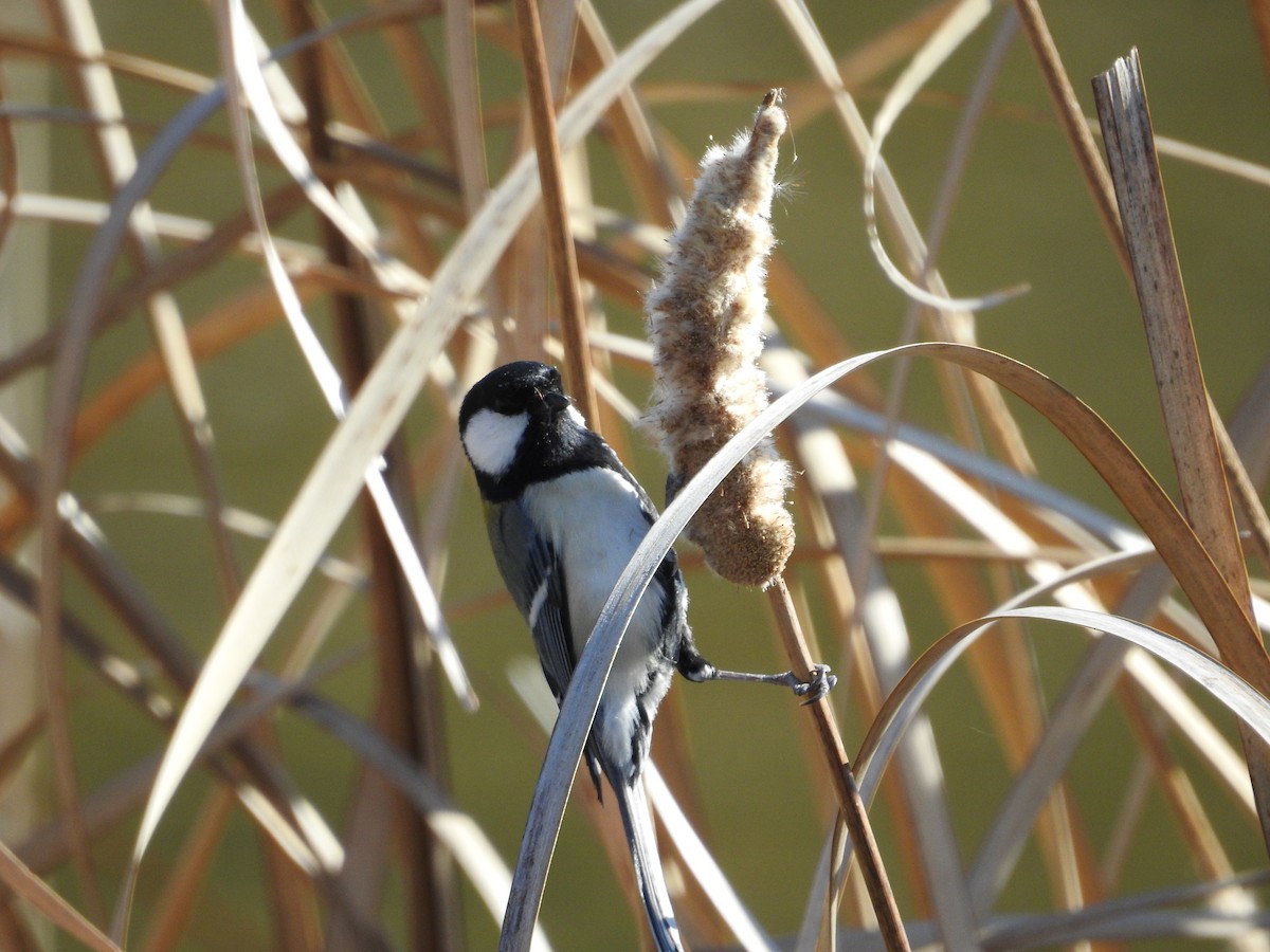 Asian Tit - ML646395378