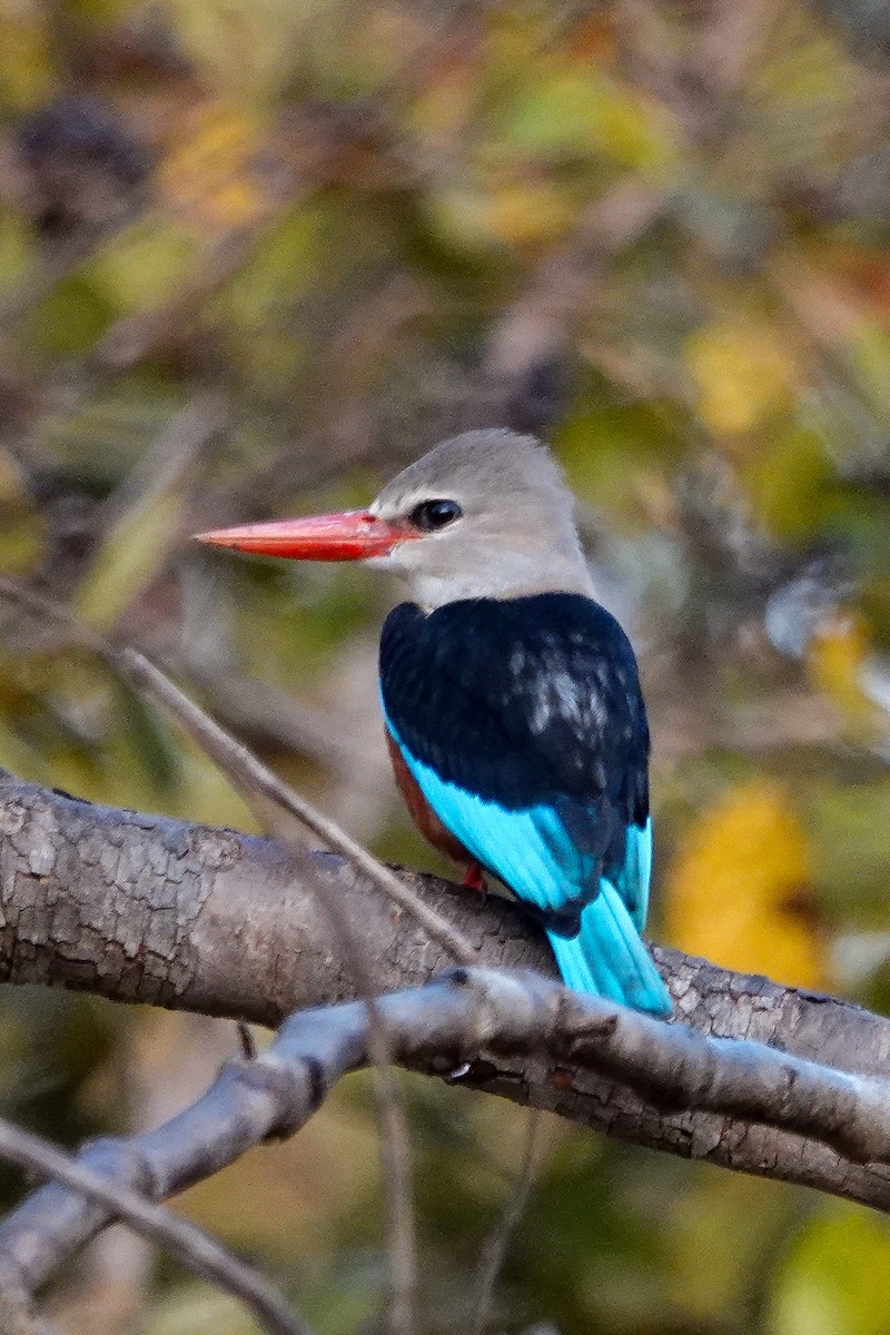 Gray-headed Kingfisher - ML646395379