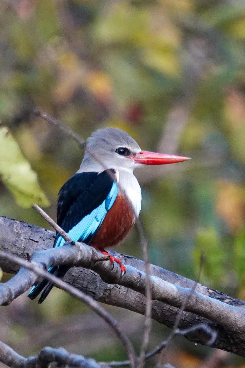 ledňáček šedohlavý - ML646395380