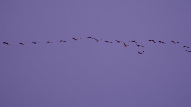Sandhill Crane - ML646395381