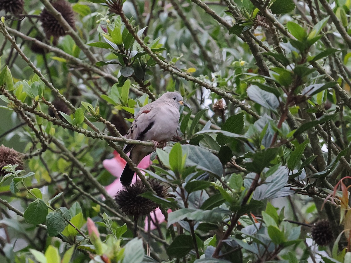 Croaking Ground Dove - ML646395383