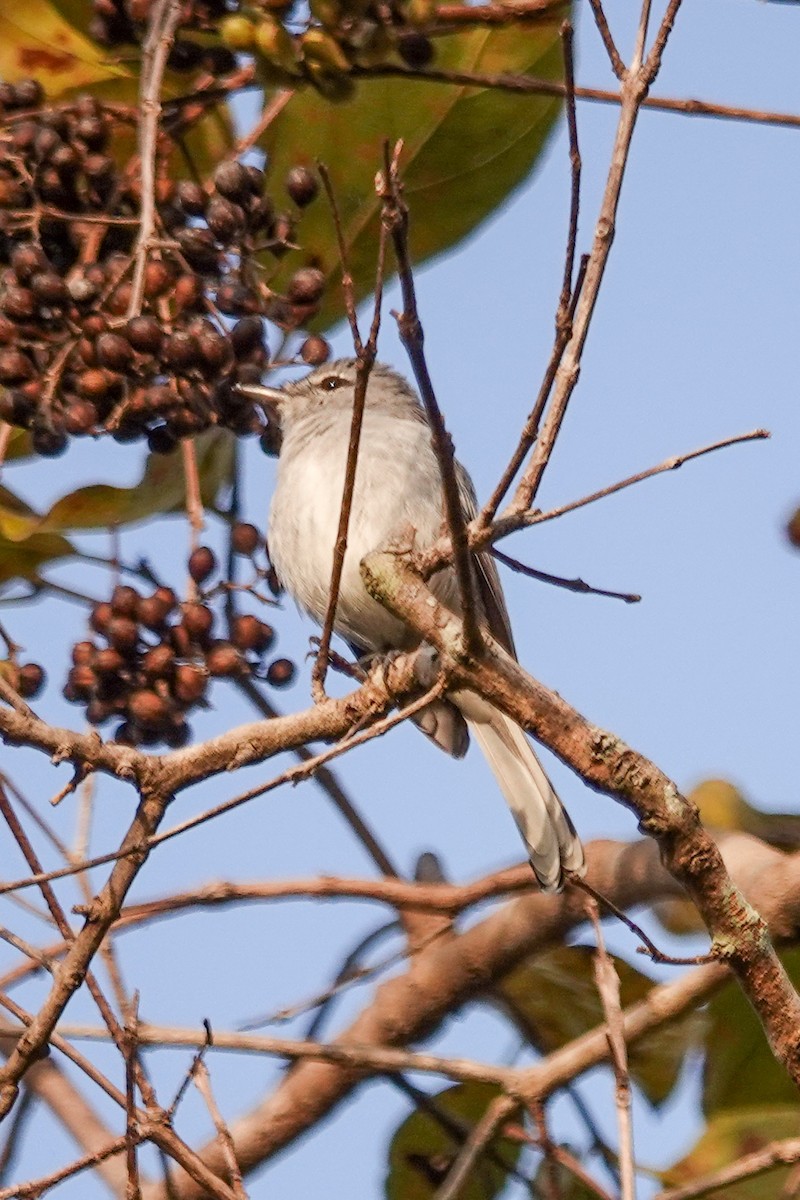 Gray Tit-Flycatcher - ML646395385