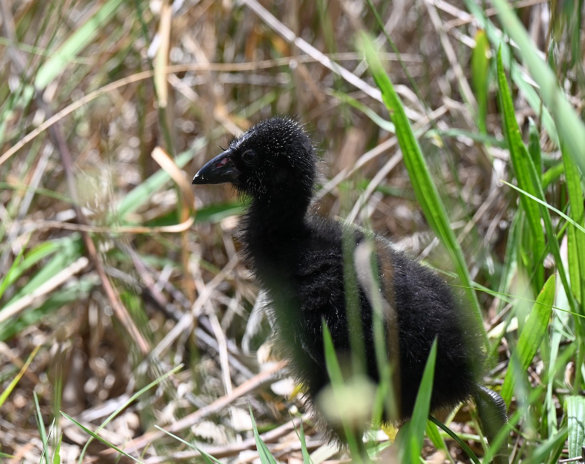 Australasian Swamphen - ML646395386