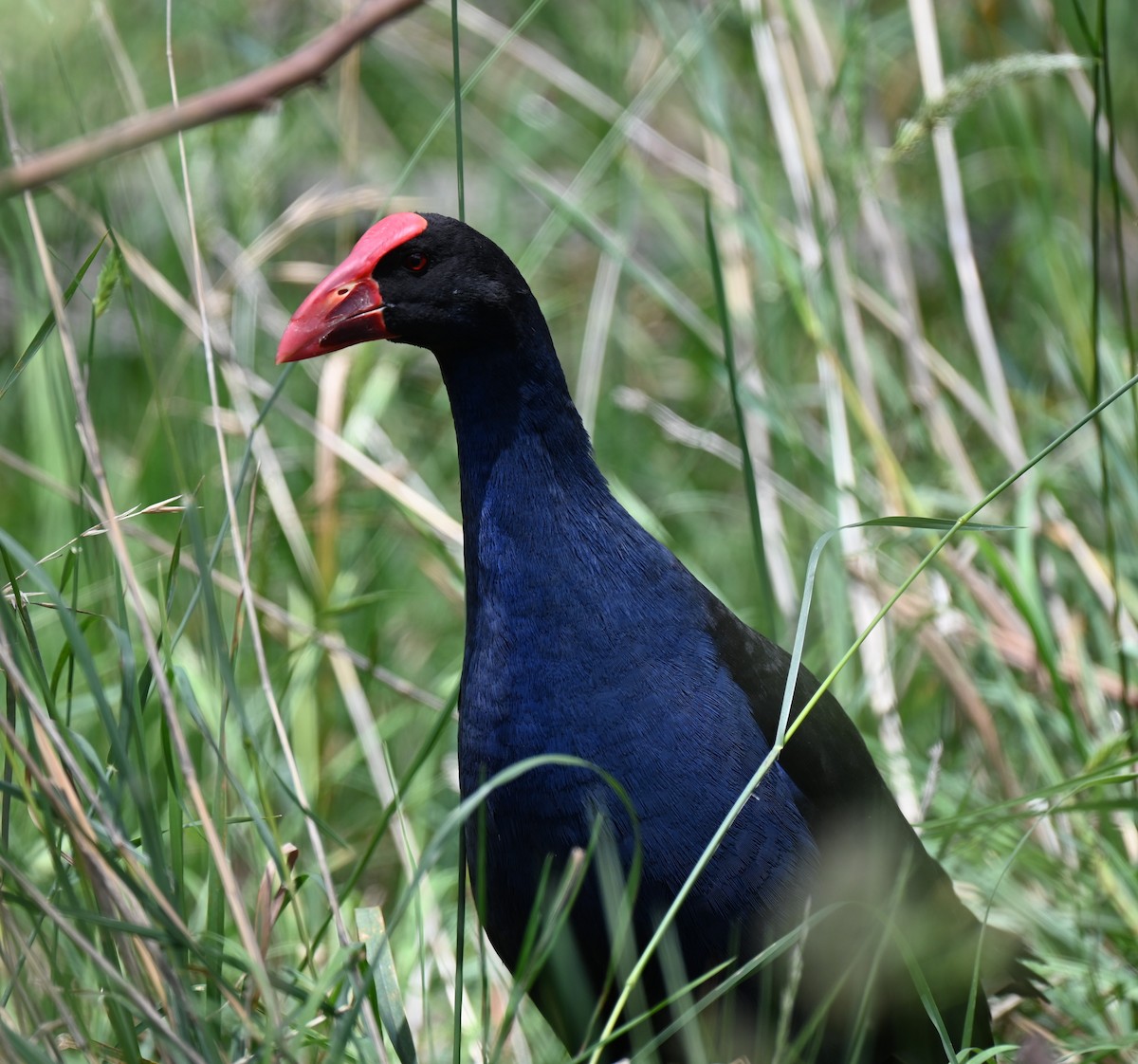 Australasian Swamphen - ML646395387