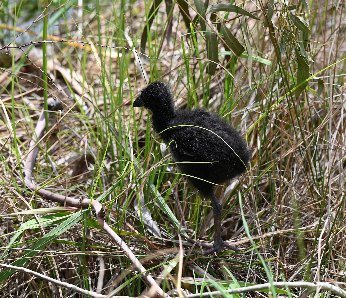Australasian Swamphen - ML646395388