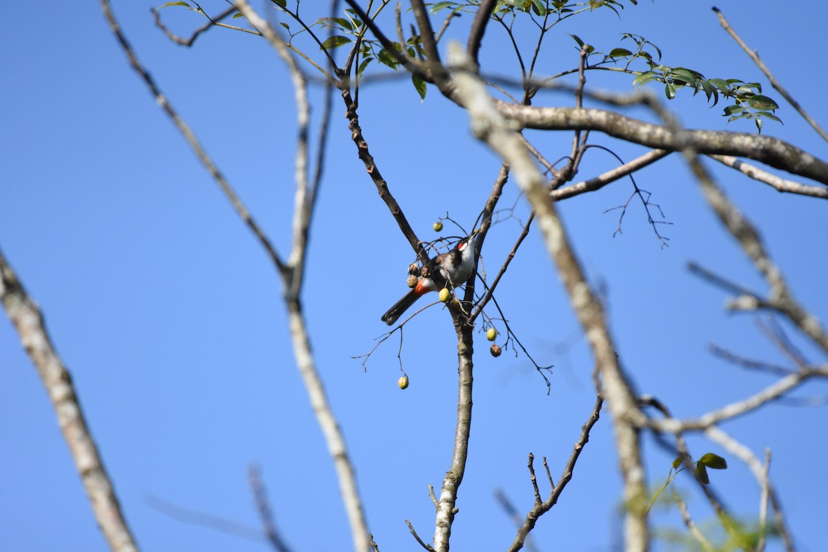 Red-whiskered Bulbul - ML646395389