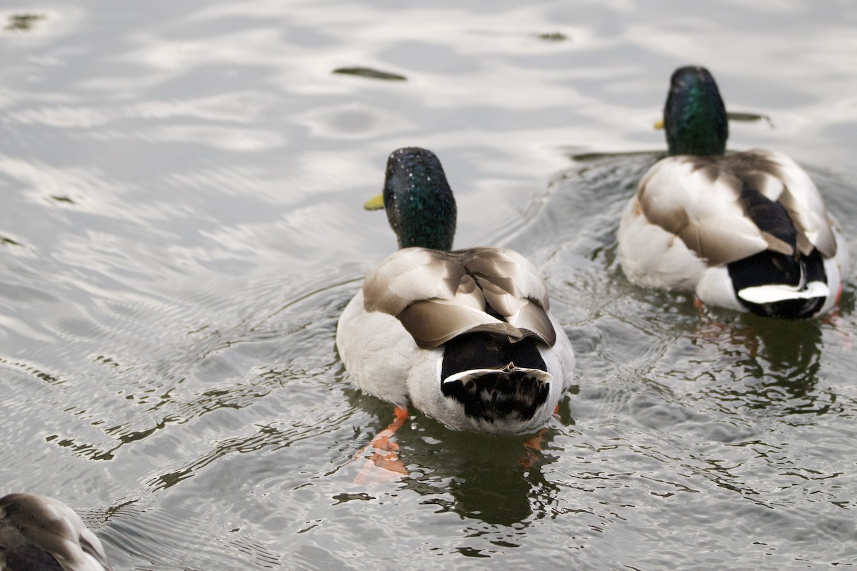 Mallard - ML646395390