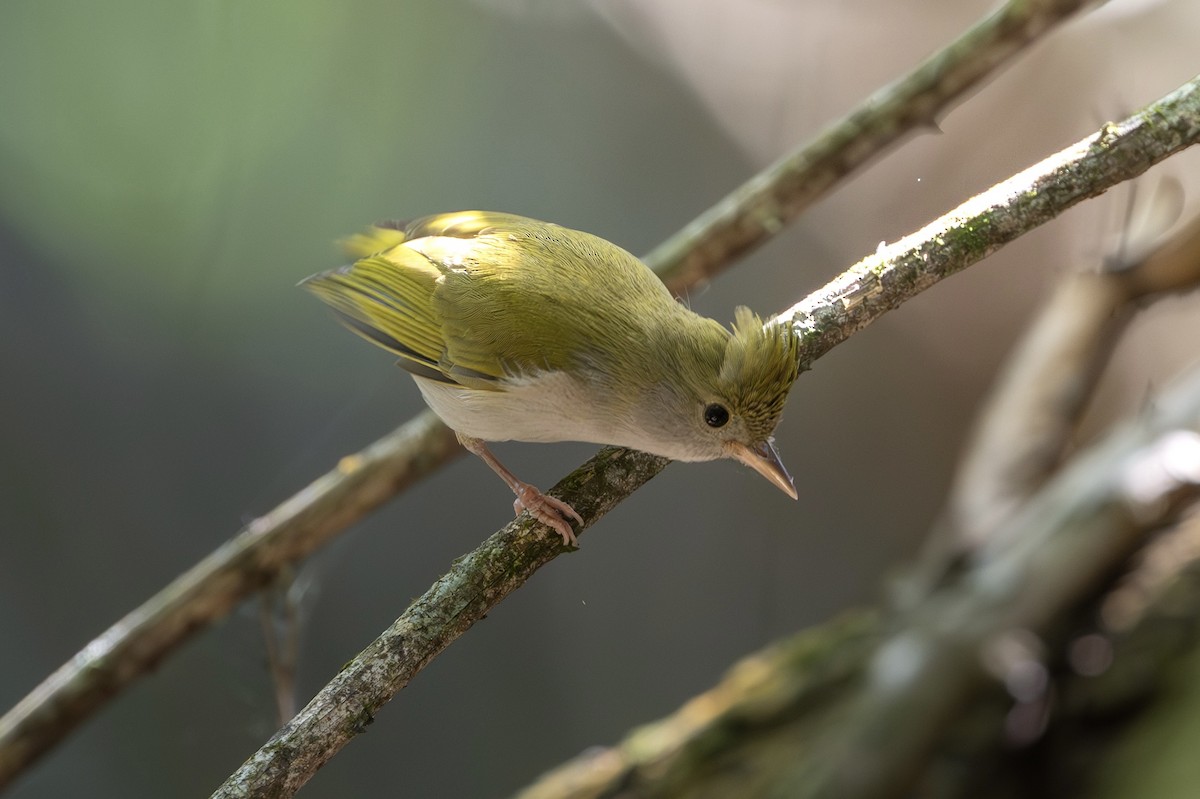 White-bellied Erpornis - ML646395391