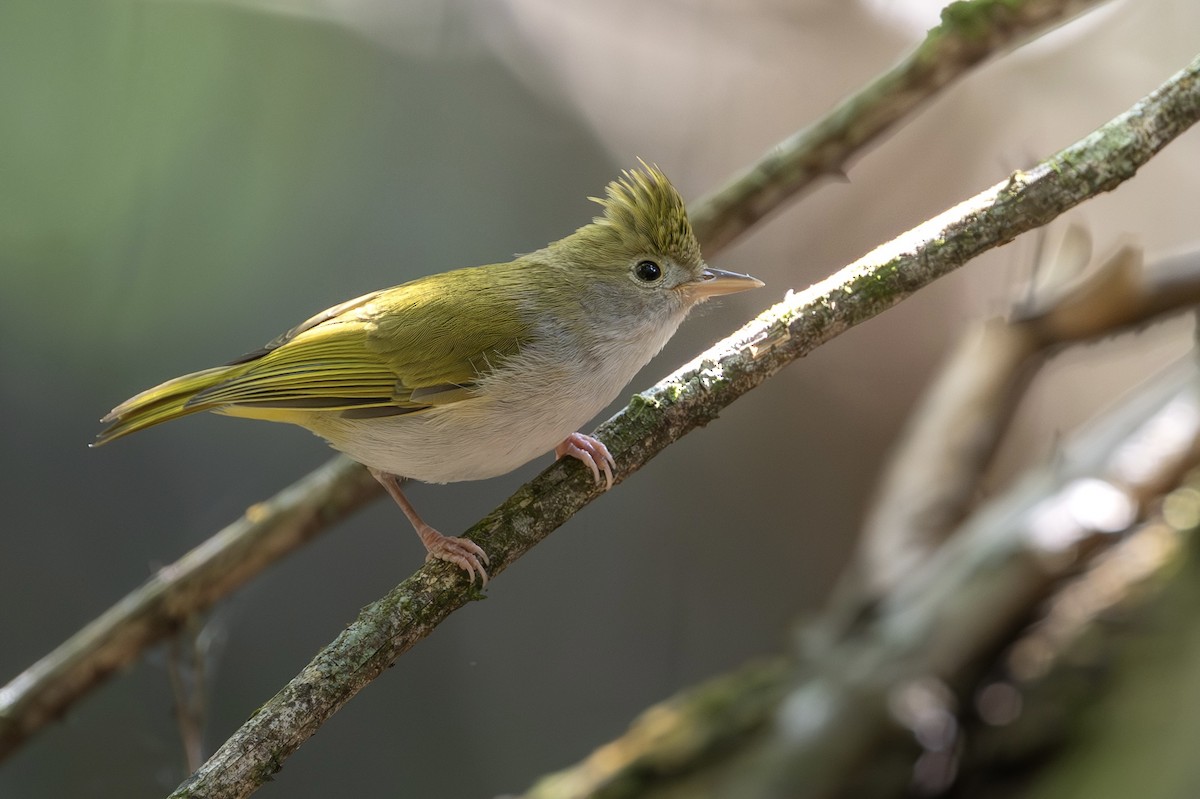 White-bellied Erpornis - ML646395392