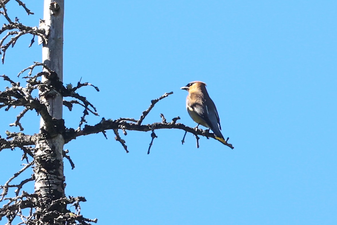 Cedar Waxwing - ML646395393