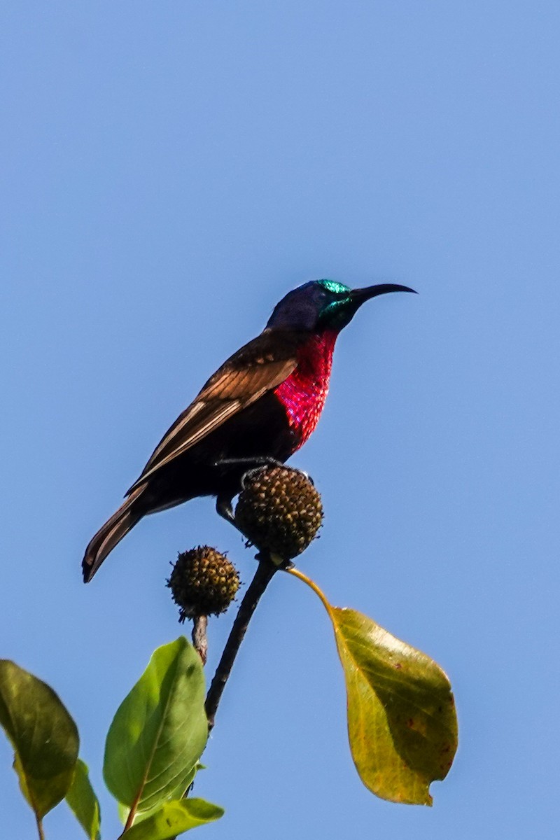 Scarlet-chested Sunbird - ML646395395