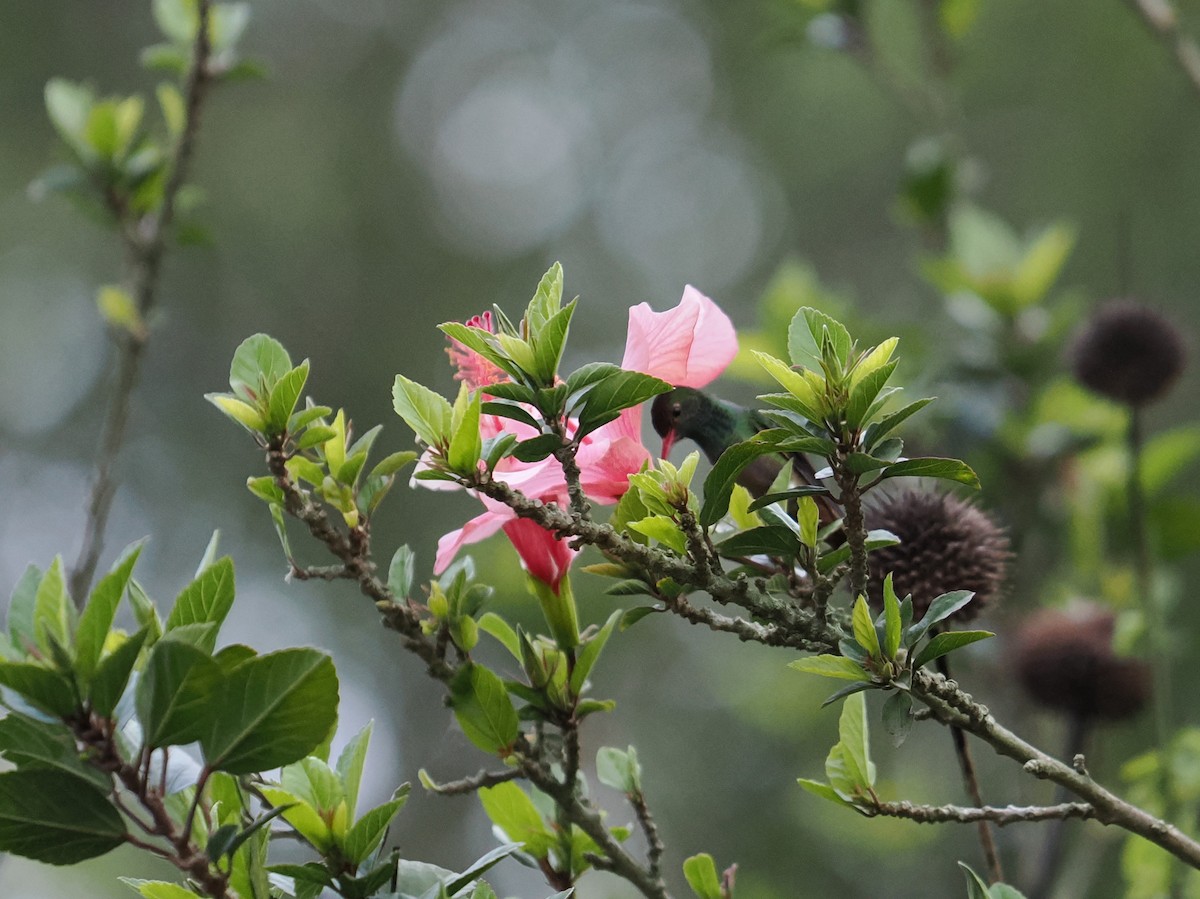 Rufous-tailed Hummingbird - ML646395396