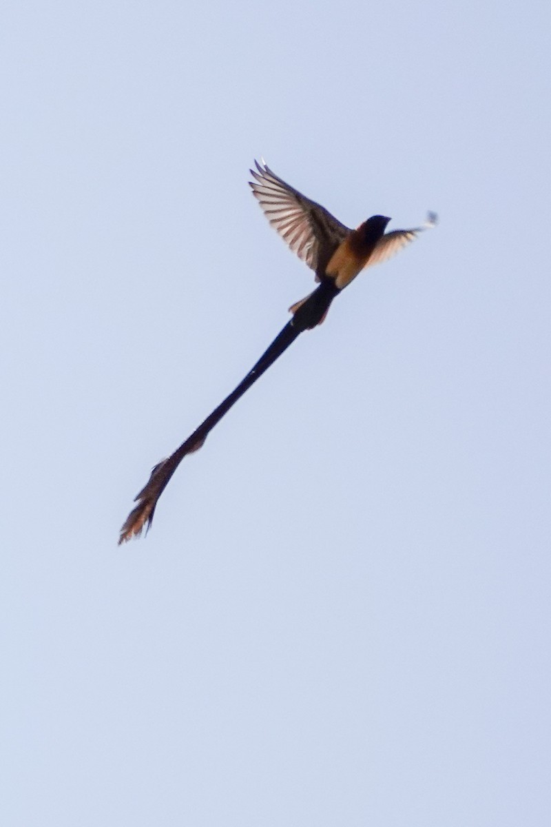 vdovka dlouhoocasá - ML646395400