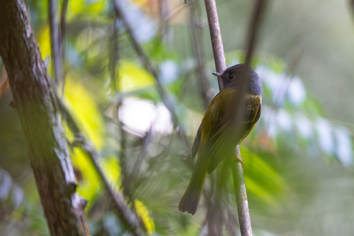 Gray-headed Canary-Flycatcher - ML646395401