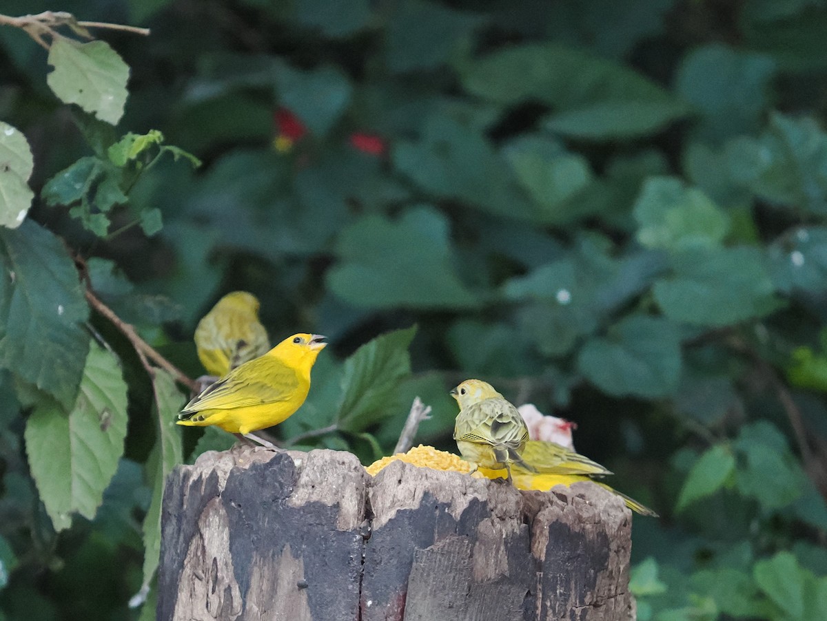 Saffron Finch - ML646395402