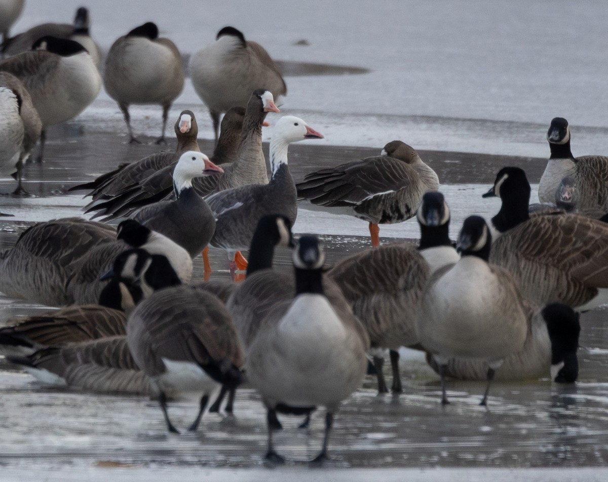 Snow Goose - ML646395403