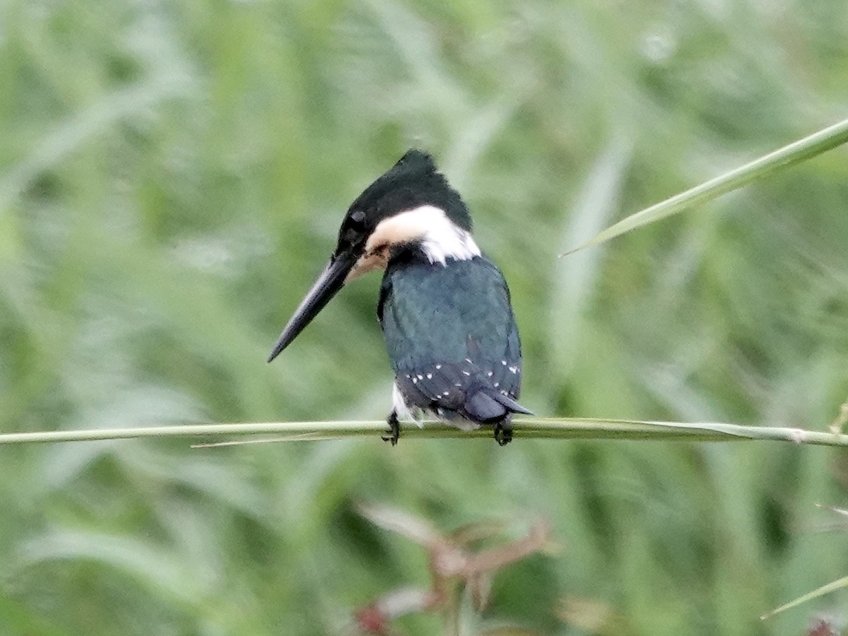 Green Kingfisher - ML646395404