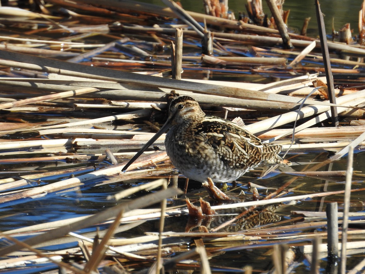 Common Snipe - ML646395405