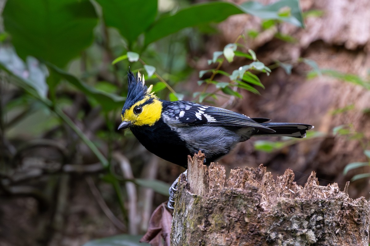 Yellow-cheeked Tit - ML646395406