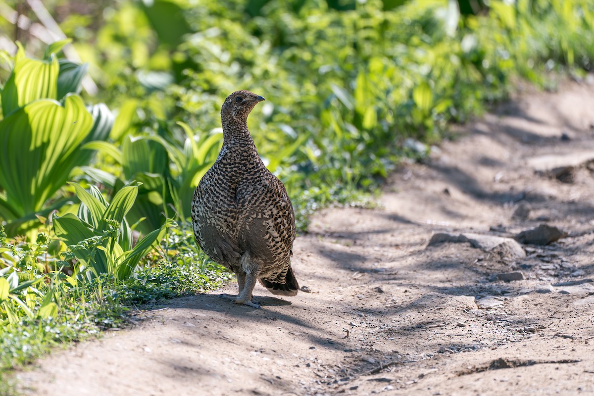 Gallo Fuliginoso - ML646395407