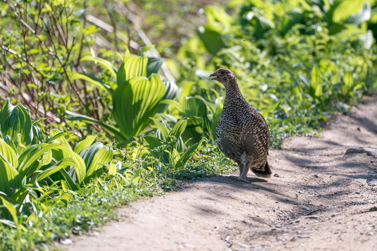 Gallo Fuliginoso - ML646395408