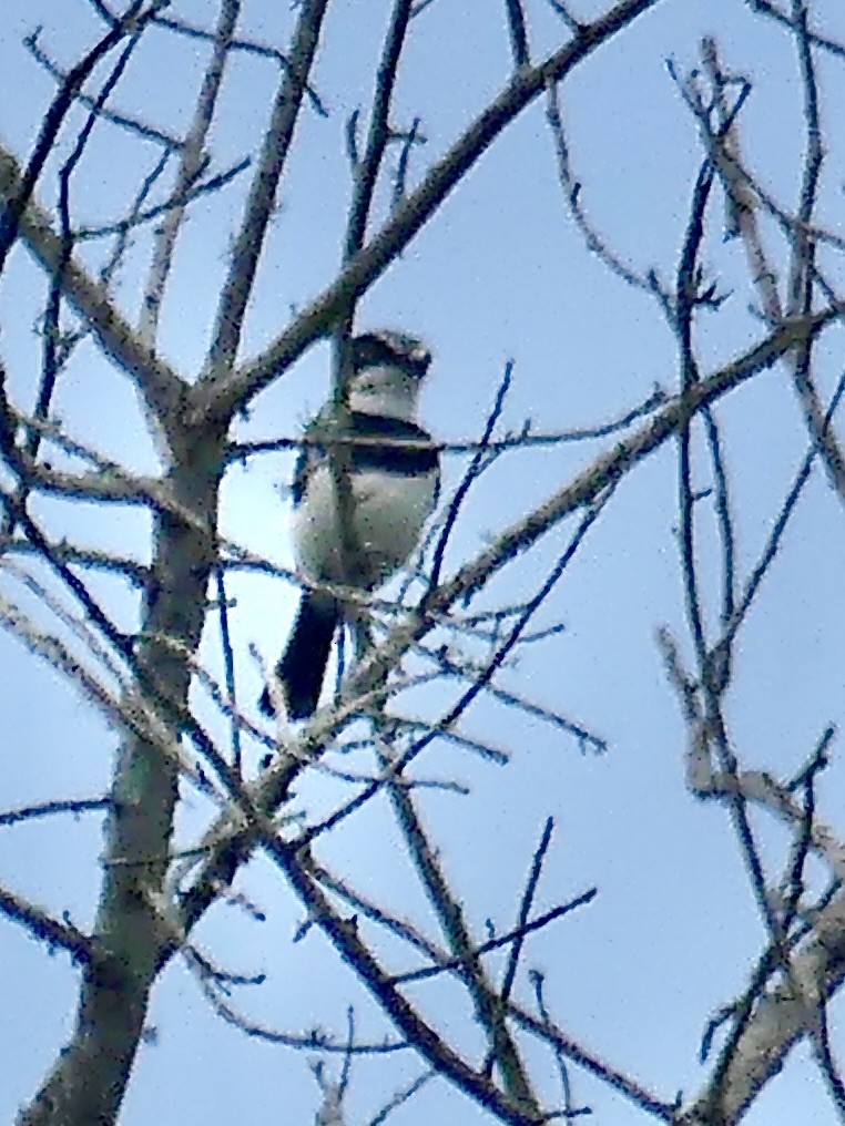 Акациевый батис - ML646395410