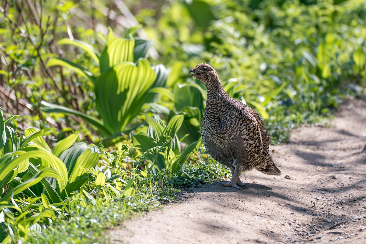 Gallo Fuliginoso - ML646395411